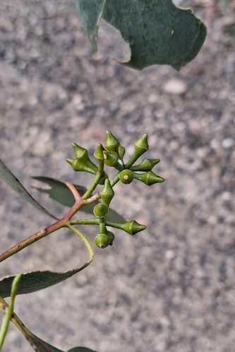 Mountain Swamp Gum