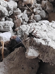 Oxyopes heterophthalmus