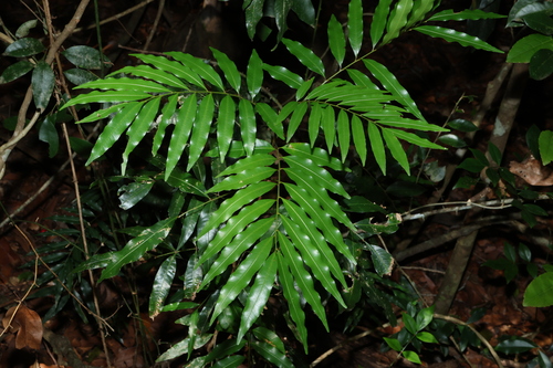 Mischarytera lautereriana, photograph 3