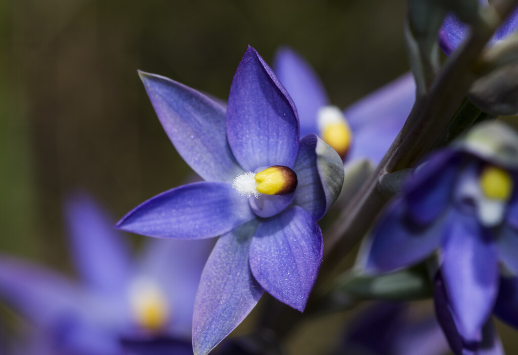 Thelymitra serpentina