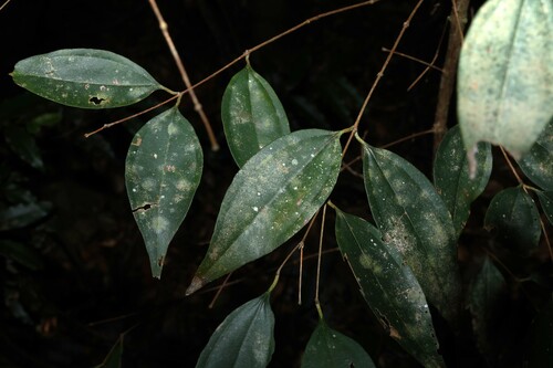 Rhodamnia glabrescens, 2026-05-30