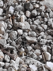 Oxyopes heterophthalmus