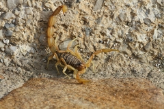 Occitanus