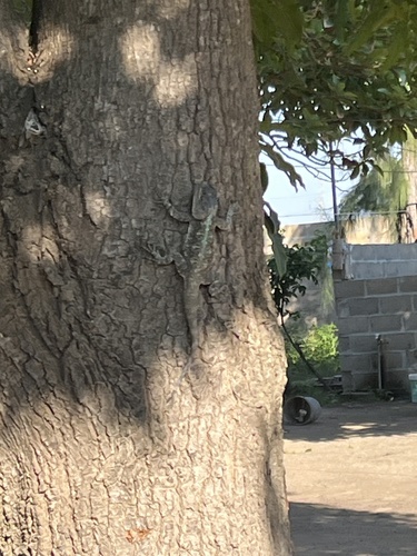 Southern Tree Agama