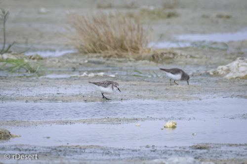 iNaturalist image