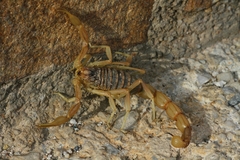Occitanus