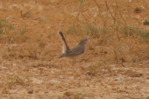 Rufous-tailed Scrub-Robin