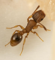 Tetramorium simillimum