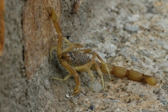 Occitanus