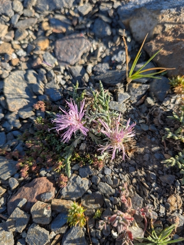 Jurinea humilis