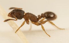 Tetramorium simillimum