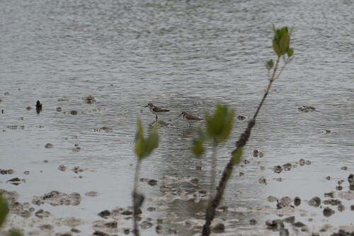 iNaturalist image