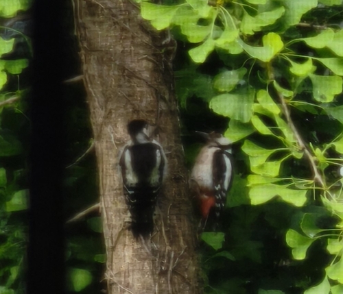Great Spotted Woodpecker
