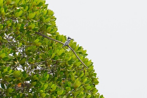 iNaturalist image