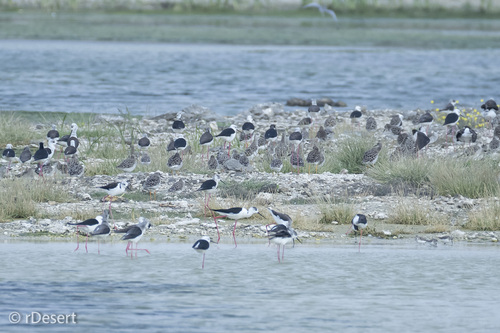 iNaturalist image