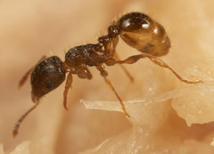 Tetramorium frigidum