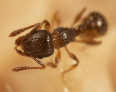Tetramorium frigidum