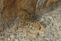 Occitanus