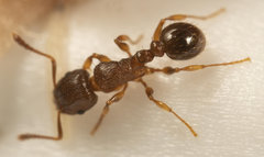 Tetramorium frigidum