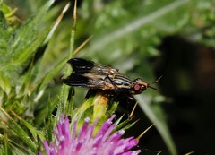 Dorycera maculipennis