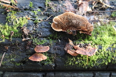 Gloeophyllum abietinum