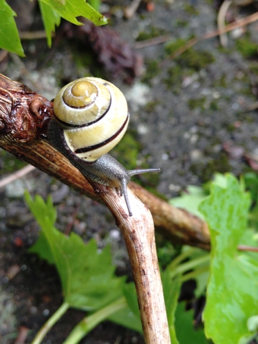 Brown-lipped Snail