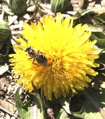 Andrena