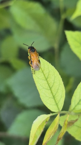 Rose Sawfly