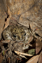 Vandijkophrynus angusticeps