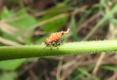 Kalidasa lanata