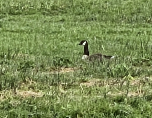 Canada Goose observed by pbeja65