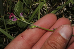 Onobrychis aequidentata