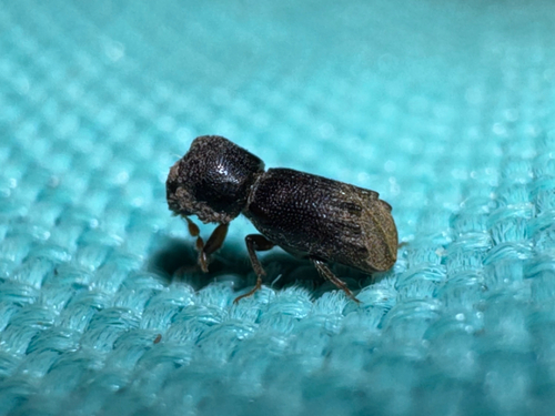 Powderpost Beetle