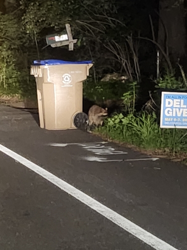 Common Raccoon observed by alec4827