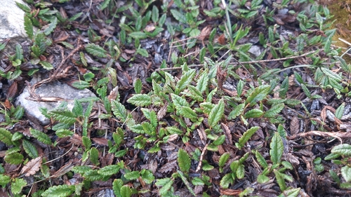 Eight-petal Mountain-Avens