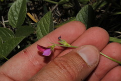 Onobrychis aequidentata