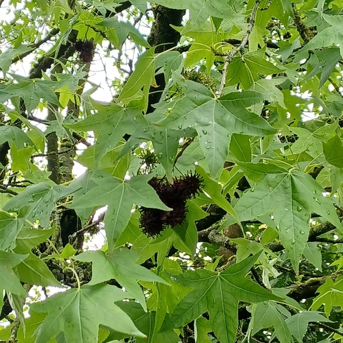 American sweetgum
