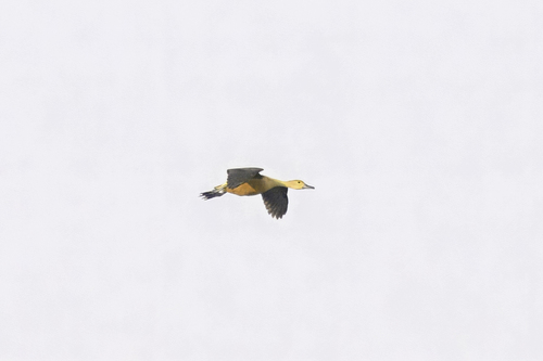 Lesser Whistling-Duck