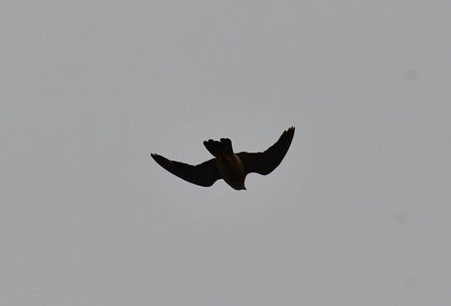 Wanderfalke observed by mefupa