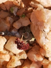 Crassula sericea sericea