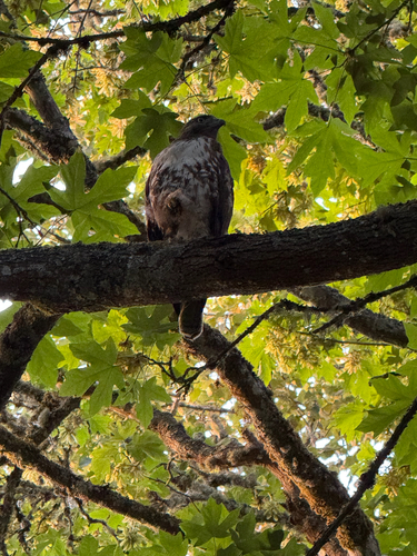Red-tailed Hawk observed by leilani238