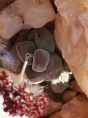 Crassula sericea sericea