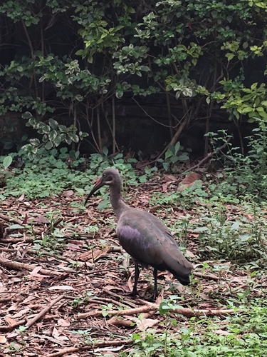 iNaturalist image