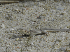 Acanthodactylus erythrurus