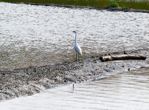 iNaturalist: (c) molarr, some rights reserved (CC BY-NC), uploaded by molarr iNaturalist image