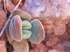 Crassula sericea sericea