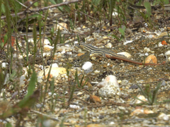 Acanthodactylus erythrurus