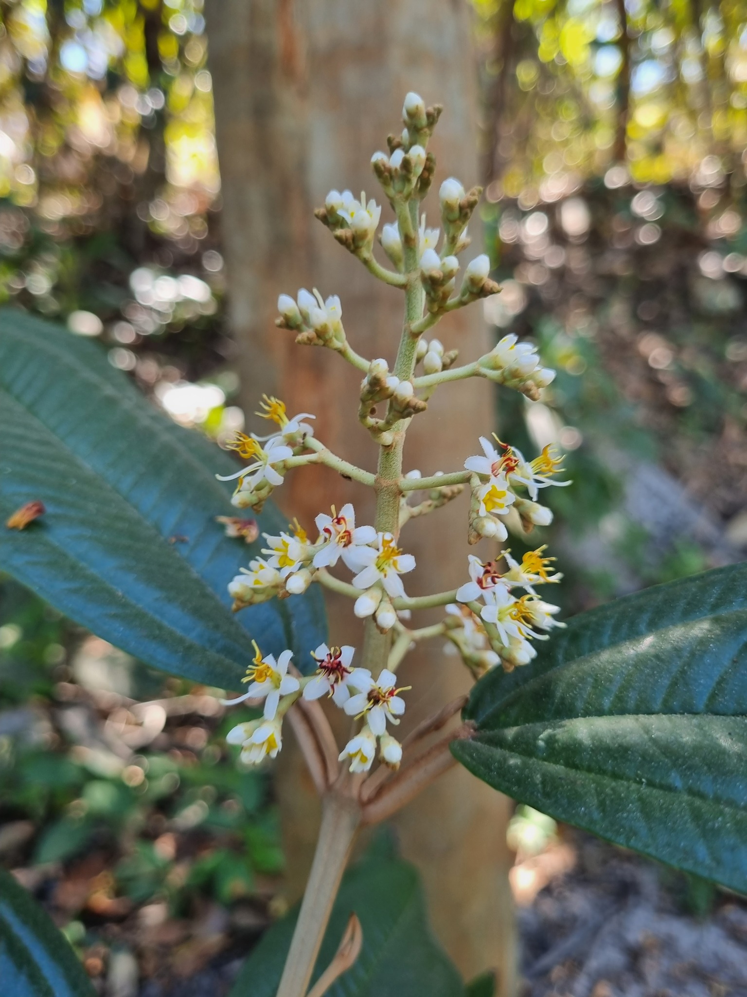 Miconia stenostachya