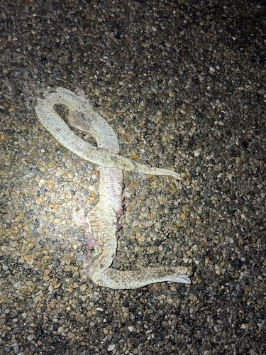 Pituophis catenifer observed by drewrdavis