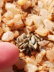 Crassula sericea sericea